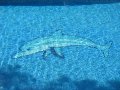 Delfin im Pool